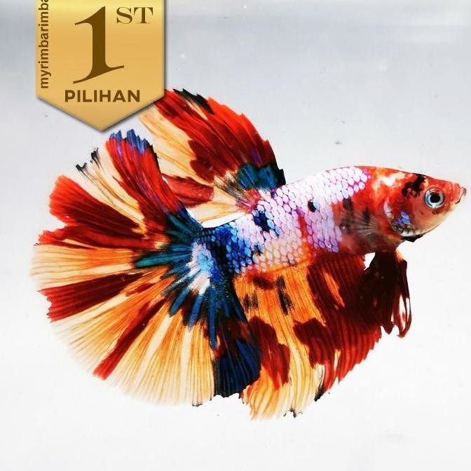 Cupang Halfmoon Multicolor Ikan Hias Aquascape Hiasan Aquarium Tanaman