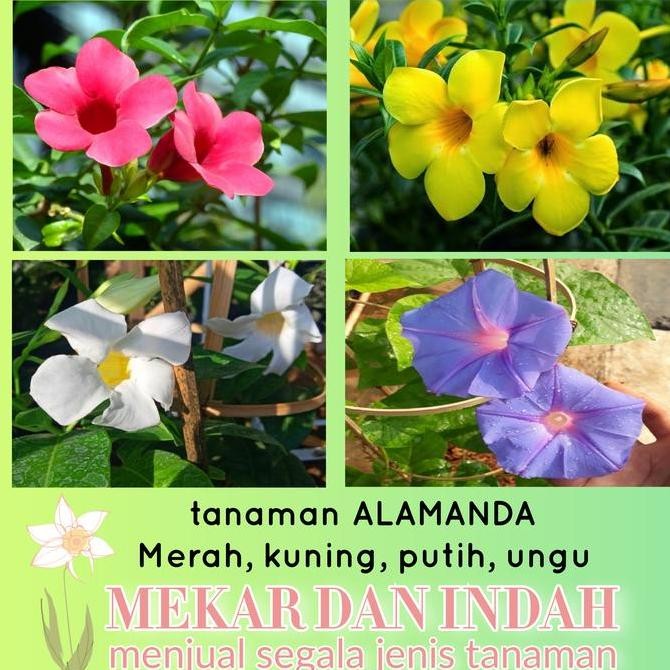 Sale Tanaman Alamanda Kuning/ Alamanda Merah/ Alamanda Putih/ Alamanda Ungu