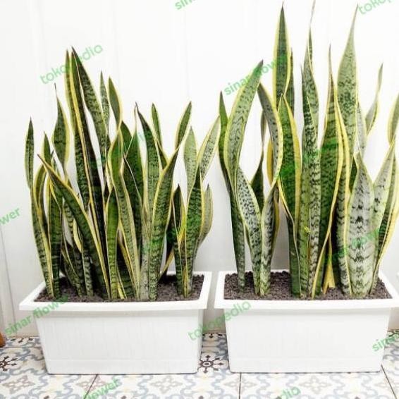 Sale Sensivera + Pot Persegi Panjang/Tanaman Hias/Tanaman Lidah Mertua+Pot