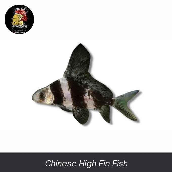 Ikan Hias Air Tawar Chinese High Fin CHF fish hiasan aquarium tankmate - 18-20cm