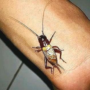 TERLARIS - Jangkrik Bunyi Pengusir Tikus Suara Nyaring Jernih dan Keras