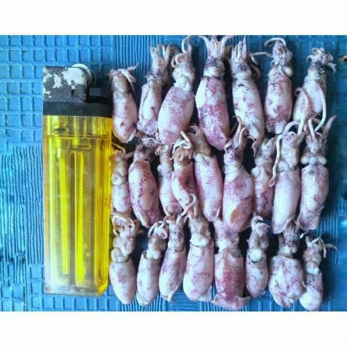 

Baby Cumi Asin Basah 1 Kg