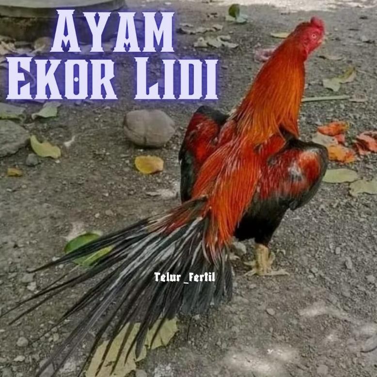 

Viral Telur Ayam Ekor Lidi Original Bisa Untuk Di Tetaskan Tru-63