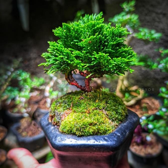Bonsai Shito Cemara Hinoki Cypress || Original