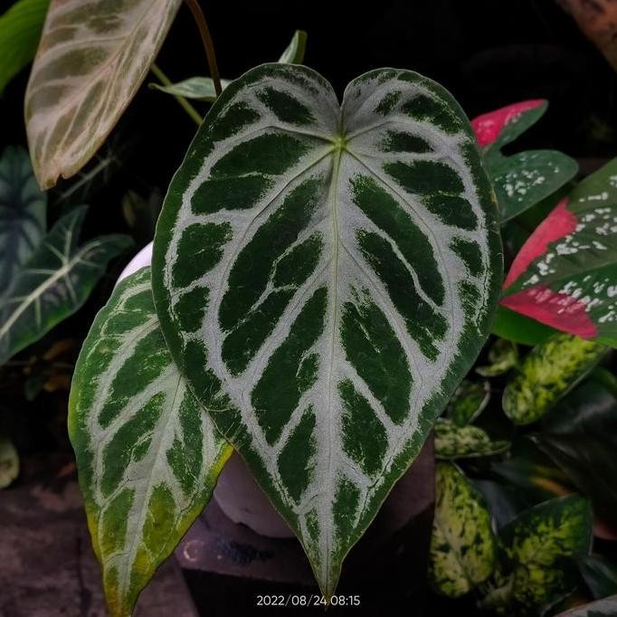 Anthurium Silverblush X Forgetii Original