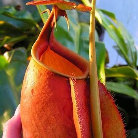 Promo Kantong Semar Nepenthes Bicalcarata (Tanaman Karnivora BERTARING) COD