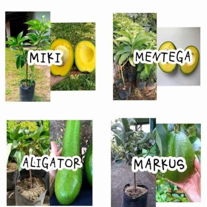 Promo PROMO 4 Bibit Alpukat Miki | Markus |Aligator | Mentega COD