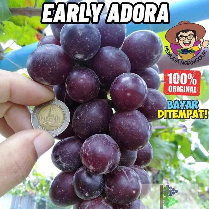 

Promo BIBIT ANGGUR EARLY ADORA SEEDLESS TANPA BIJI COD