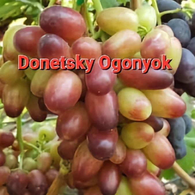 

Promo Bibit Anggur Donetsky Ogonyok COD