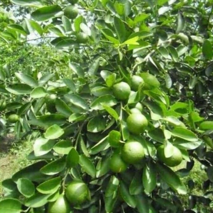

Promo Pohon Jeruk Nipis COD