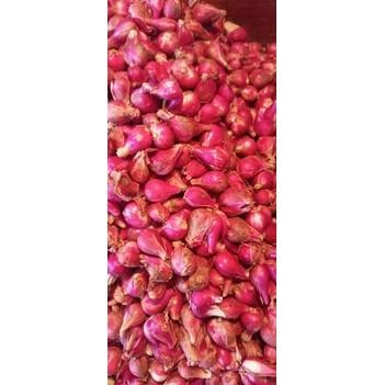 

Cri Bawang Merah Brebes Kering 500 Gr Ukuran Sedang