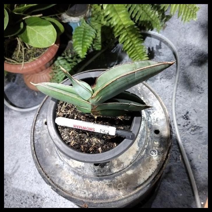 TERBARU SANSE SANSEVIERIA BANANA (BNDUI1) 