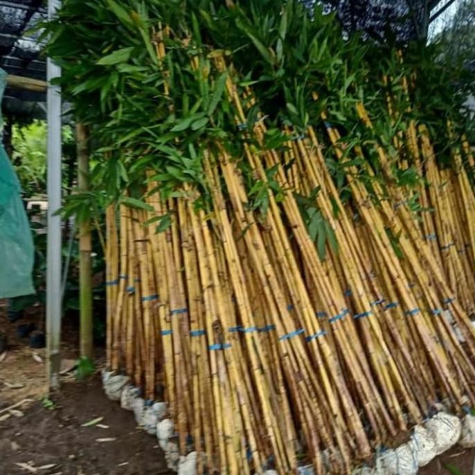 PROMO BAMBU KUNING HARGA GROSIR / POHON BAMBU KUNING / BAMBU PAGAR