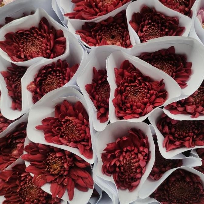 Bunga Krisan Lokal isi 10 Tangkai (Bunga Potong Segar)