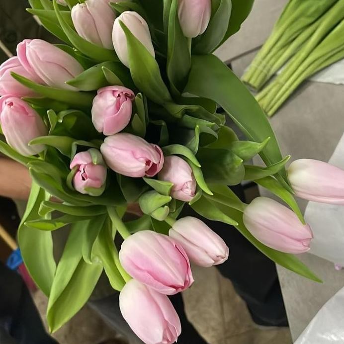 Bunga Tulip asli satu ikat / Tulip segar