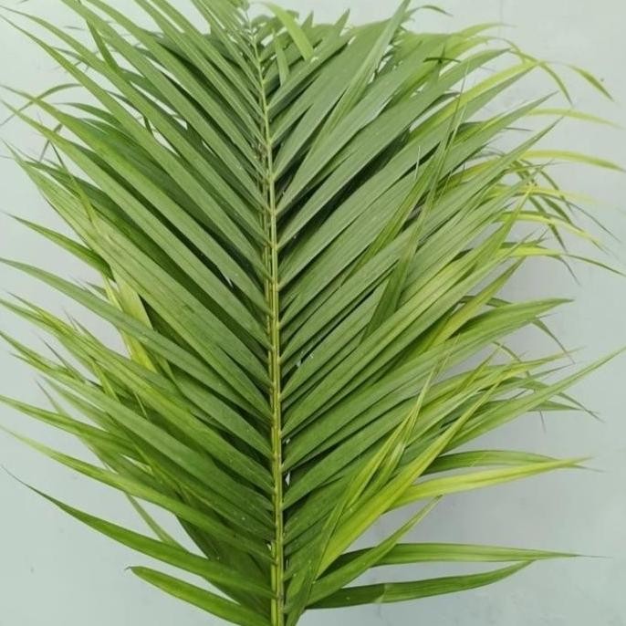 

Daun palem asli isi 10 batang
