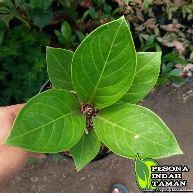 ANTHURIUM JEMANI COBRA - ANTHURIUM COBRA
