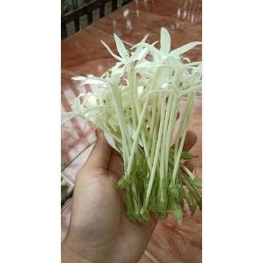 

bunga kitolod segar isi 30 bunga