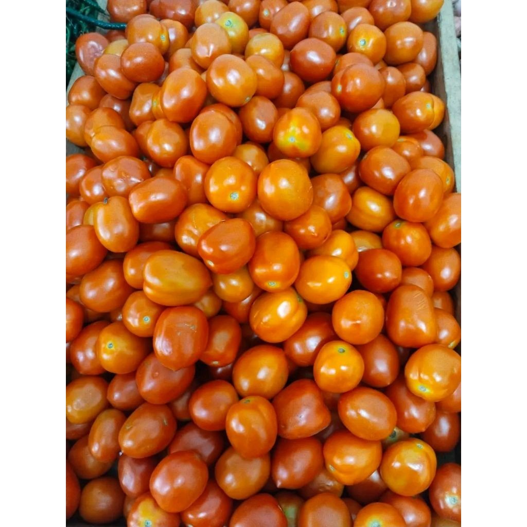 

Tomat segar 250 gram dan 500 gram.