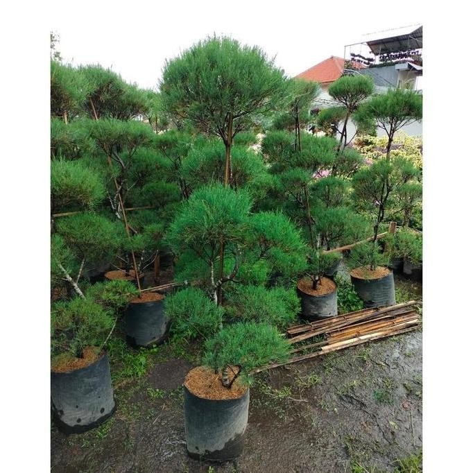 BEST SELLER TANAMAN HIAS CEMARA UDANG 2 METER BONSAI -