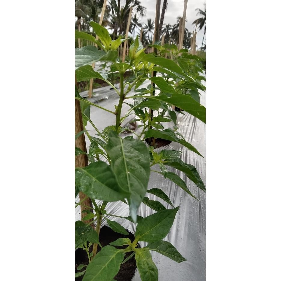 Hg-24 Benih Bibit Cabe Rawit Setan Kara F1 10G Bintang Asia Genjah Cabai