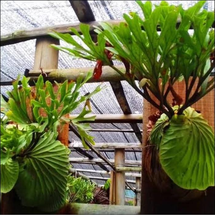 Tanaman Hias Tempel Kadaka Ridleyi / Simbar Kalimantan/ Platucerium Termurah Best Quality 100% Origi