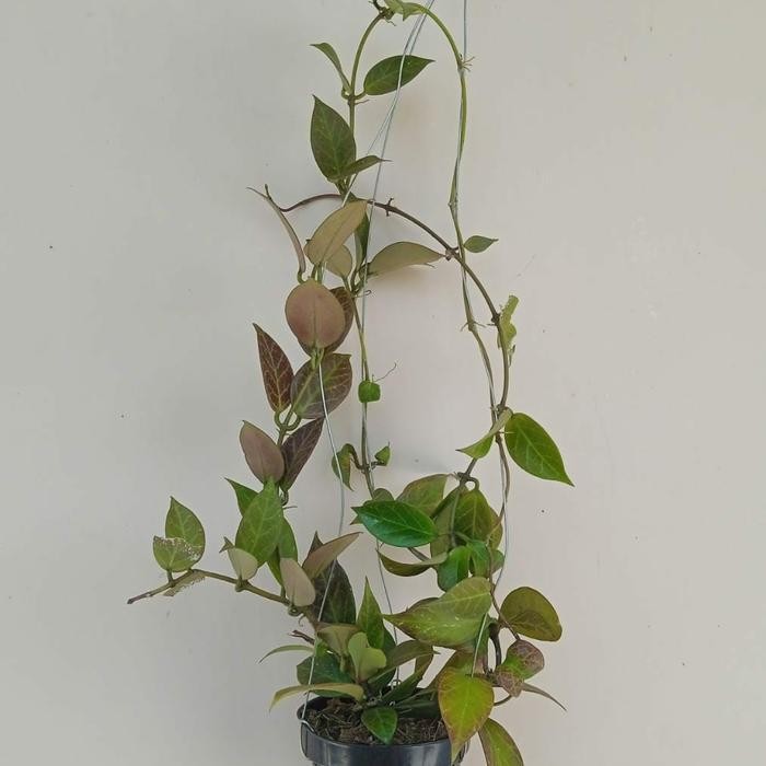 Tanaman Gantung Hoya Sunrise Rimbun Terbaru Best Quality 100% Original