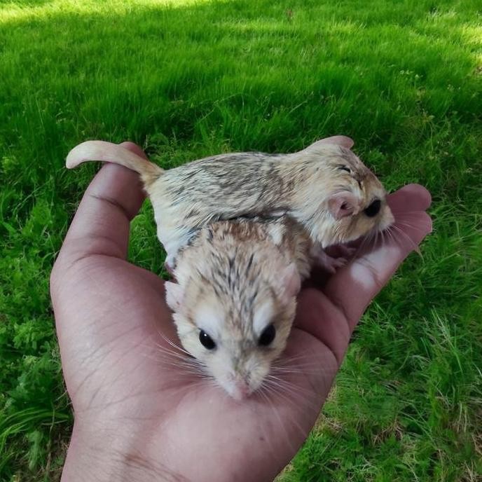 TERLARIS - gerbil fat tail hewan lucu