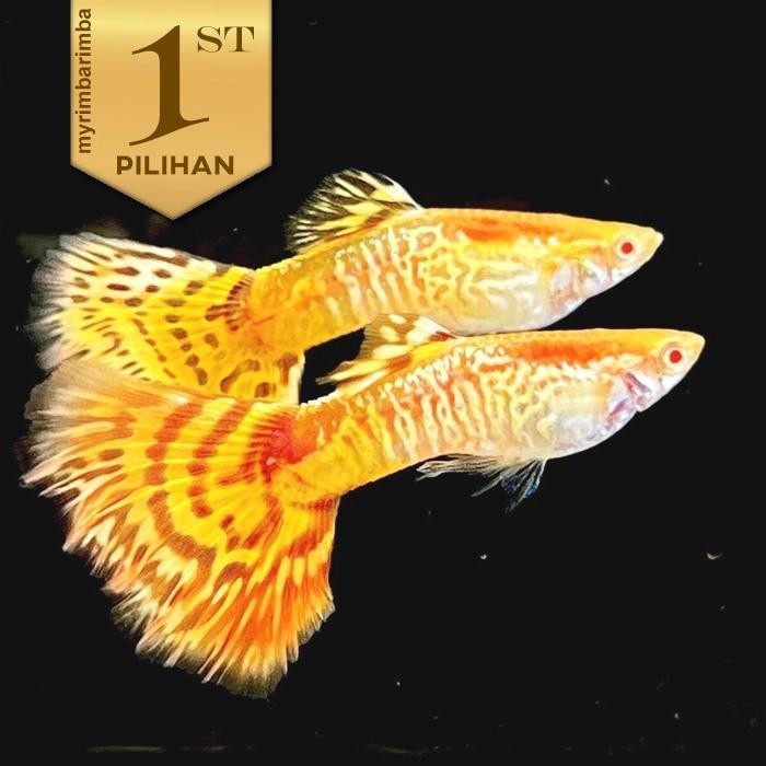 Paket Koloni (Isi 10) Guppy Sultan Yellow Tiger Albino Jantan Ikan Hias Aquascape Hiasan Aquarium Ta