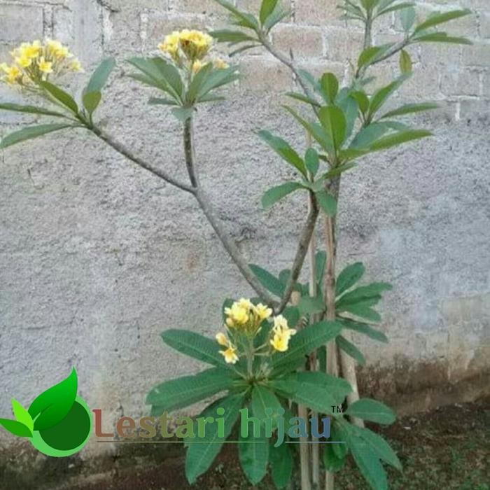 Kamboja Bali/Plumeria/Tanaman Hias Kamboja Bali 2 Meter Termurah Best Quality 100% Original