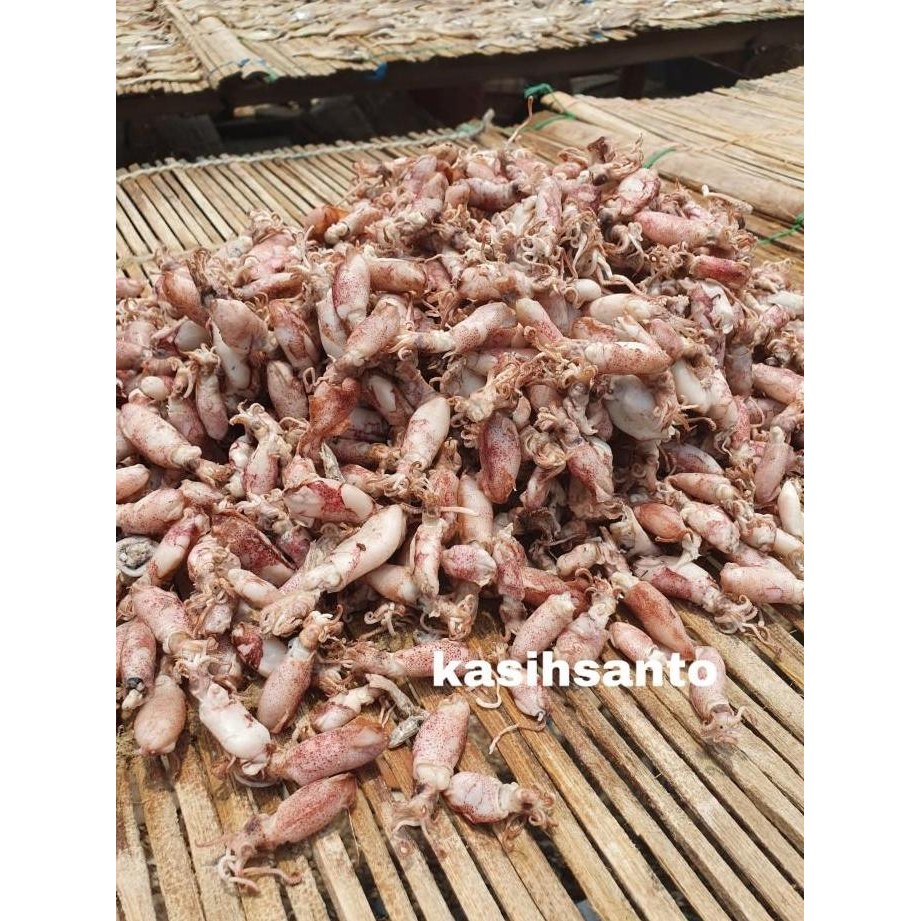 

Terbaru Aneka Ikan Asin Cumi Berkualitas