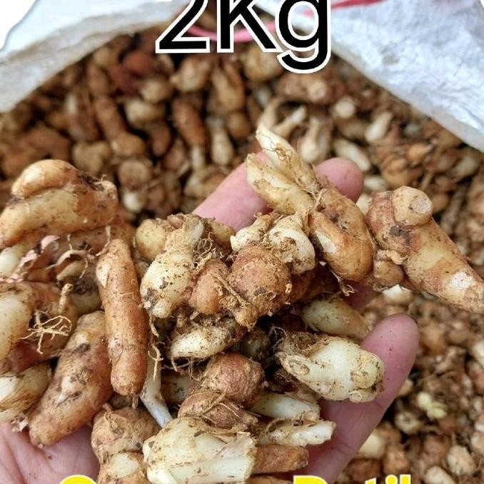 

Cikur 2KgCmpurMuda Bahan Rempah Bumbu Masakan Seblak DLL, Organik Alami Penyedap Spices