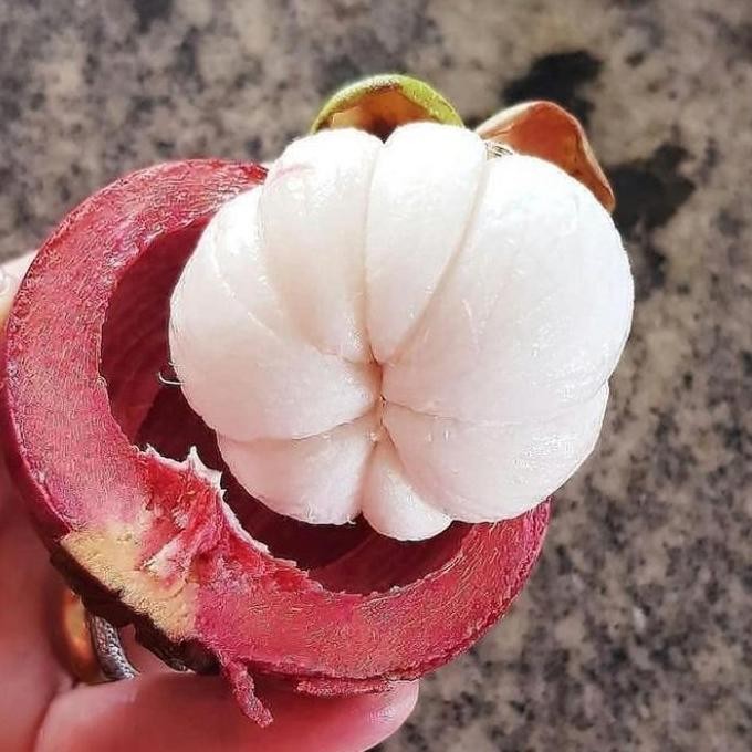 

RKM BUAH MANGGIS FRESH 1 KG