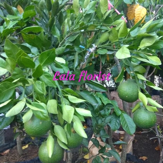 

BEBAS ONGKIR - pohon jeruk dekopon udah berbuah