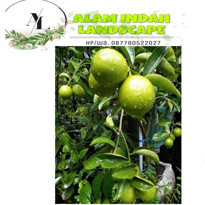 

TERBARU - tanaman jeruk nipis besar/sudah berbuah