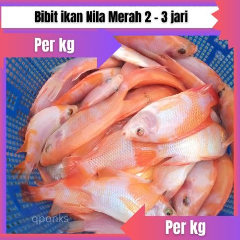 Bibit / benih ikan Nila Merah 2 - 3 jari Per KG DiM