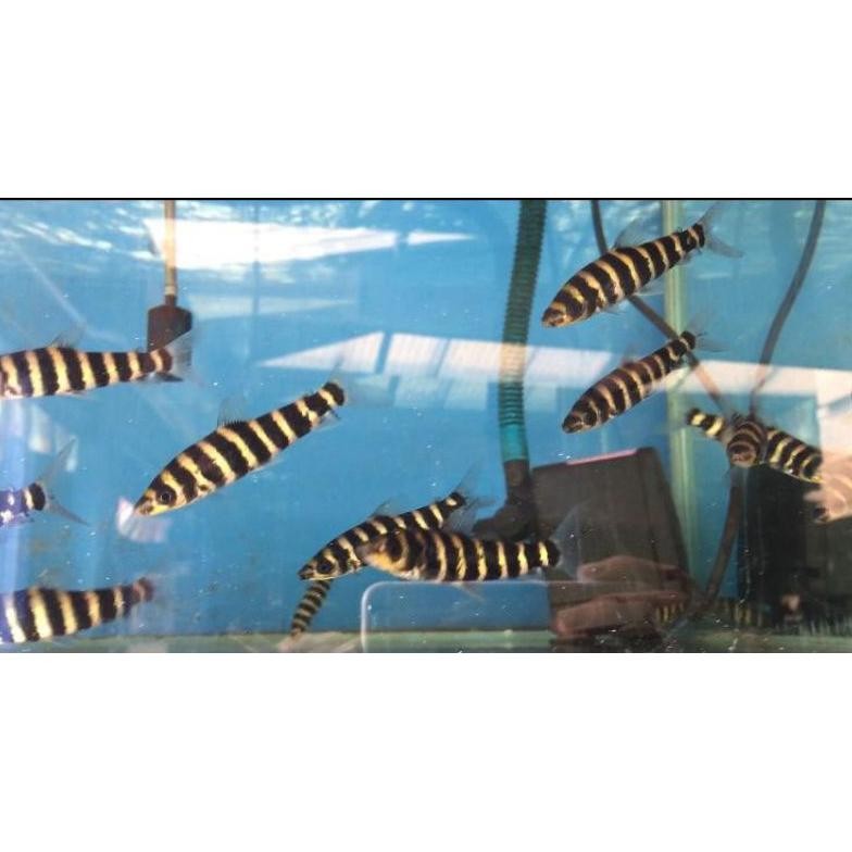 ikan kaos kaki / leoporinus DiM