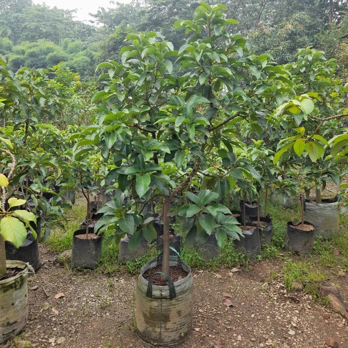 Pohon Buah Alpukat Miki Tinggi 2M - Bibit Alpukat Miki Siap Berbuah Original Dan Terpercaya