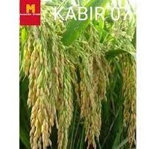Biji Padi Kabir 07 Bibit Berkualitas Padi Unggul 1Kg - Benih Unggul Siap Tanam