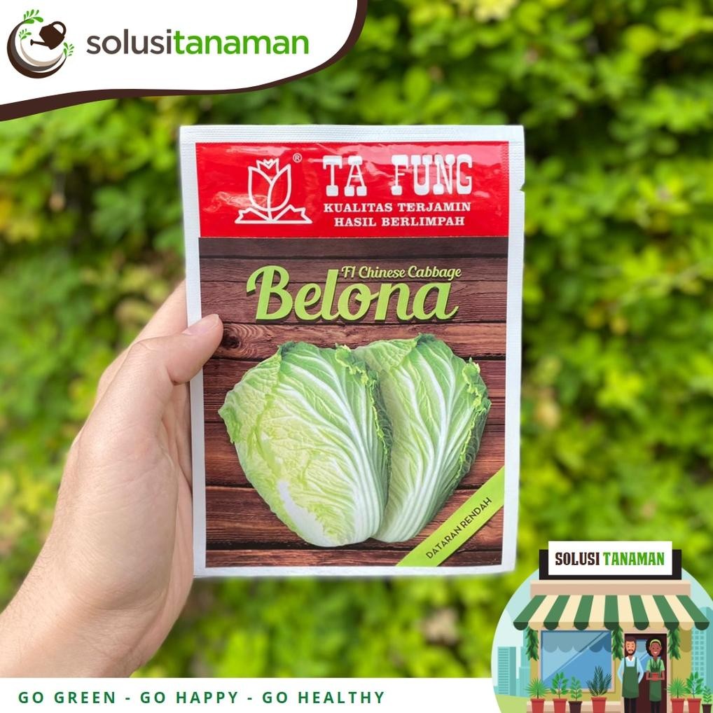Benih Sawi Putih Belona Chinese Cabbage F1 10Gr (8.000 Biji) Bibit Sawi Putih Belona Benih Sawi Ta F