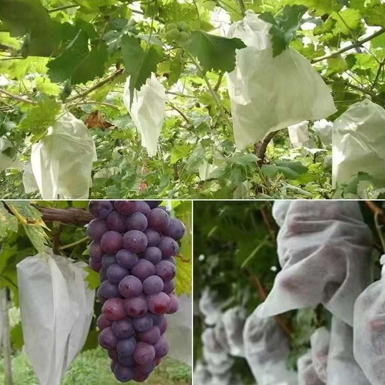 Fruit Cover 100Pcs /Pembungkus Buah /Kantong Pembungkus Buah Jambu Air Fruit Cover Fruit Cover Anti 