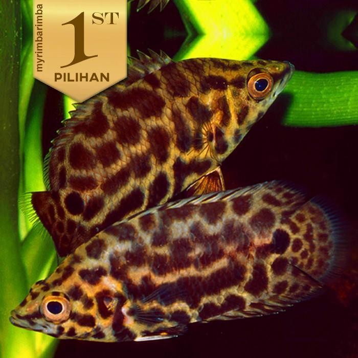 Paket Koloni (Isi 10) Ctenopoma Loepard Mini Ikan Hias Aquascape Hiasan Aquarium Tanaman Air Origina