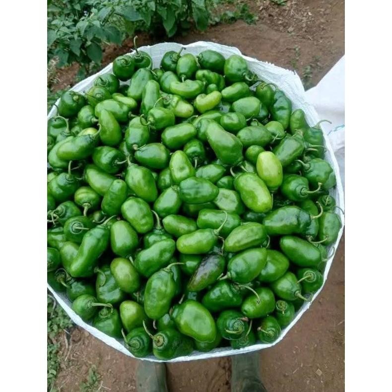 

Promo Cabe Gendot Segar 1Kg - Fresh Langsung Dari Kebun