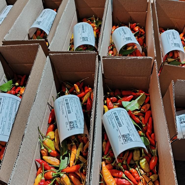 

Terlaris Cabe Rawit Merah 1Kg / Cabai Rawit Merah 1 Kg / Lombok Rawit Merah Fresh 1 Kg Cabe Rawit Setan Packing Kardus