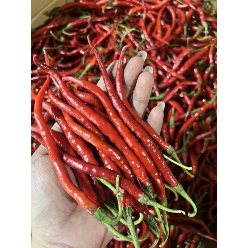 

Segera Cabai Keriting Imperial 500 Gram