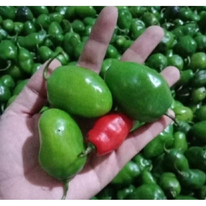 

Berkualitas Pete Cabe Gendot || Pete Pata Termurah 10Papan