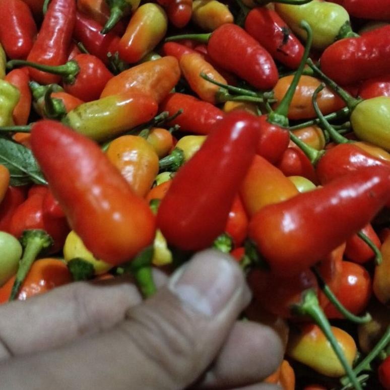 

Terpercaya Cabe Rawit Fresh 1-Kg Lato-Lato