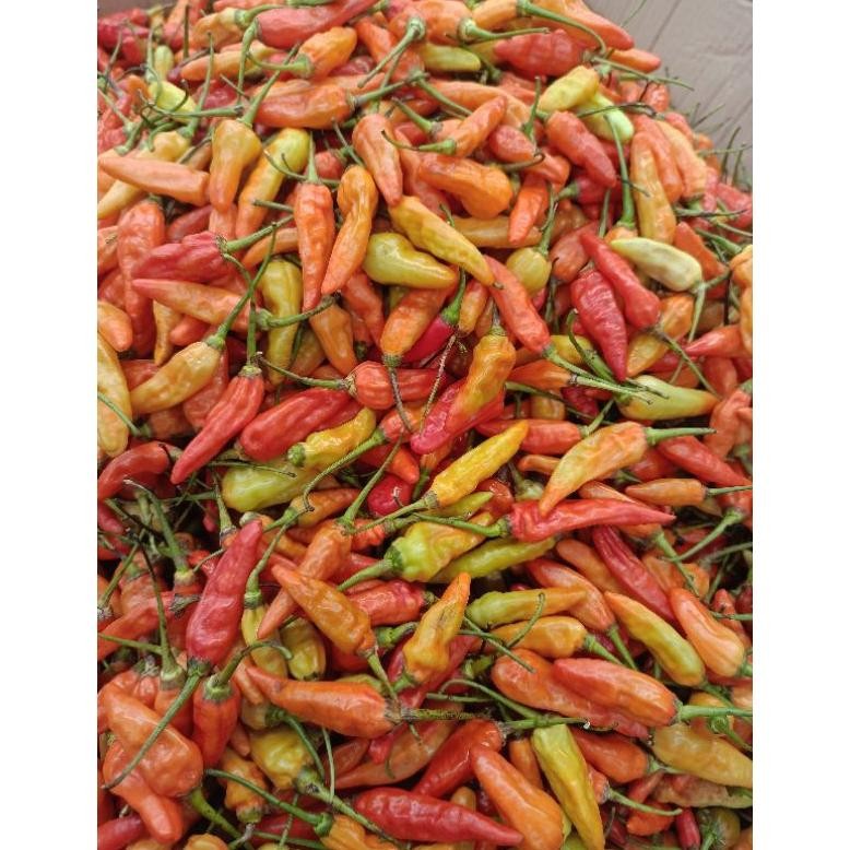 

Fitur Lengkap Cabe Rawit 1Kg Fresh Termurah !!!