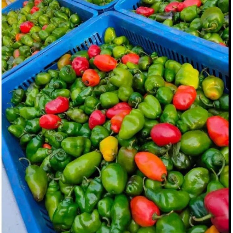 

Bisa Diandalkan Cabe Gendot Segar 500 Gram - Fresh Organik