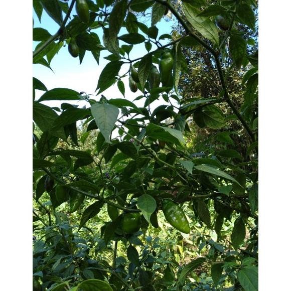 

Terbatas Cabai Gendot Khas Kota Garut Berat 1 Kg